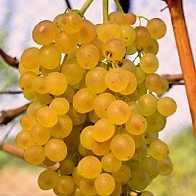 Виноград КИШМИШ КОКТЕЙЛЬ в Новосибирске