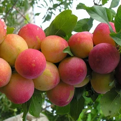 Слива СКОРОПЛОДНАЯ  Слива СКОРОПЛОДНАЯ в Новосибирске