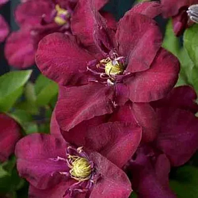 Клематис ЯН III СОБЕСКИ  Клематис ЯН III СОБЕСКИ в Новосибирске