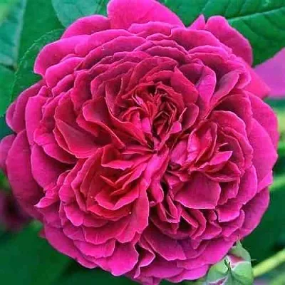 Саженцы роз ВИЛЬЯМ ШЕКСПИР английская  Саженцы роз ВИЛЬЯМ ШЕКСПИР английская в Новосибирске