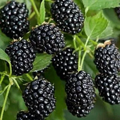 Бесшипная  Бесшипная в Новосибирске