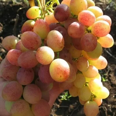 Виноград ТАСОН в Новосибирске