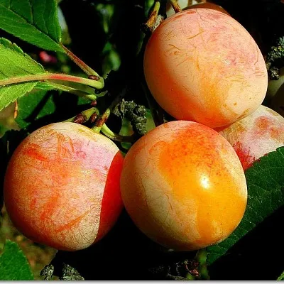 Ранняя  Ранняя в Новосибирске