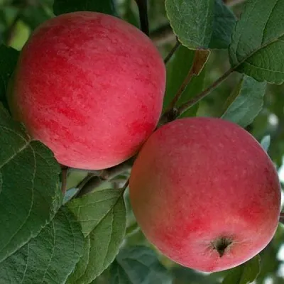 Яблоня СУЙСЛЕПСКОЕ (МАЛИНОВКА) в Новосибирске