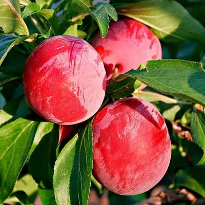 Красная  Красная в Новосибирске