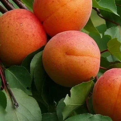 Абрикос ГРАФИНЯ  Абрикос ГРАФИНЯ в Новосибирске