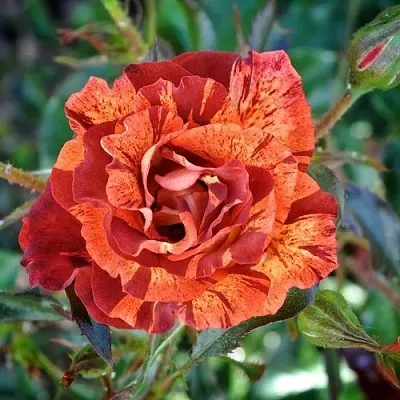 Саженцы роз САММЕР ЛОДЖ шраб в Новосибирске