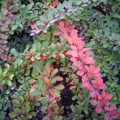 Барбарис ГРИН КАРПЕТ тунберга  Барбарис ГРИН КАРПЕТ тунберга в Новосибирске