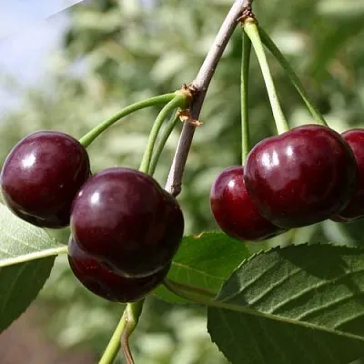 Вишня ЖАДАНА в Новосибирске