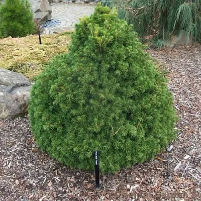 Ель ТОМПА обыкновенная в Новосибирске