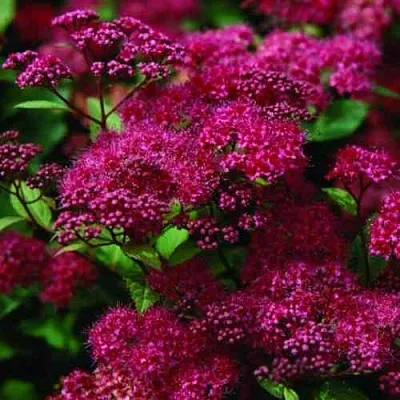 Спирея АНТОНИ ВАТЕРЕР японская  Спирея АНТОНИ ВАТЕРЕР японская в Новосибирске