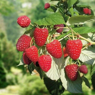 Малина РУБИФОЛ в Новосибирске