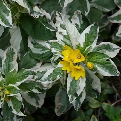 Вербейник АЛЕКСАНДР точечный  Вербейник АЛЕКСАНДР точечный в Новосибирске
