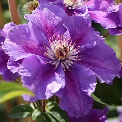 Клематис АШВА  Клематис АШВА в Новосибирске