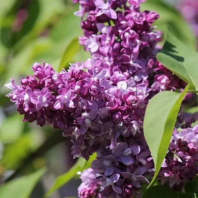 Сирень ИЗОБИЛИЕ  Сирень ИЗОБИЛИЕ в Новосибирске