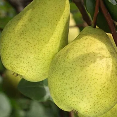 Груша СКАЗОЧНАЯ  в Новосибирске