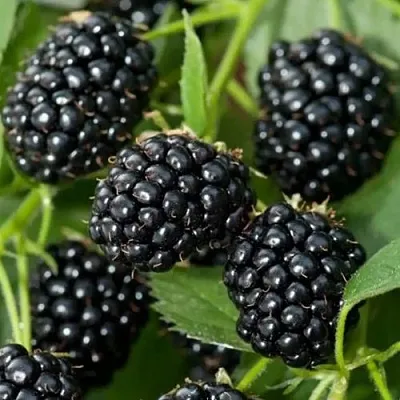 Ежевика ТРИПЛ КРАУН бесшипная  Ежевика ТРИПЛ КРАУН бесшипная в Новосибирске