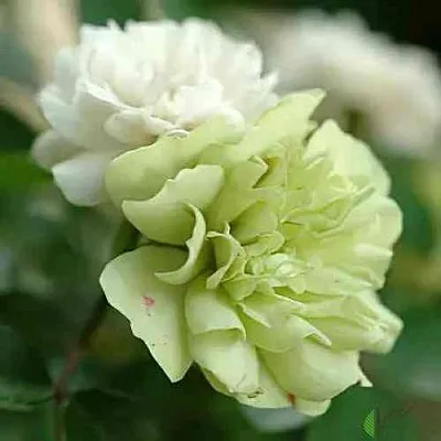 Саженцы роз ГРИН АЙС миниатюрная в Новосибирске