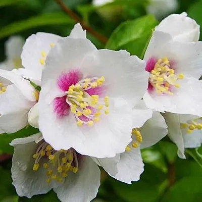 Жасмин БЕЛЬ ЭТУАЛЬ  Жасмин БЕЛЬ ЭТУАЛЬ в Новосибирске