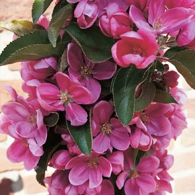 Яблоня ЗЕЛЁНЫЙ БУКЕТ декоративная в Новосибирске