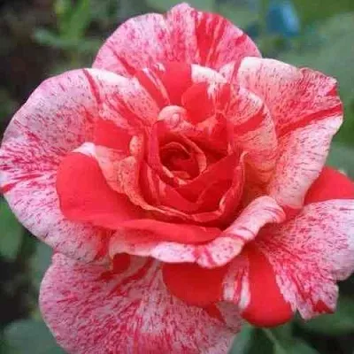 Саженцы роз ФИЛАТЕЛИЯ чайно-гибридная в Новосибирске