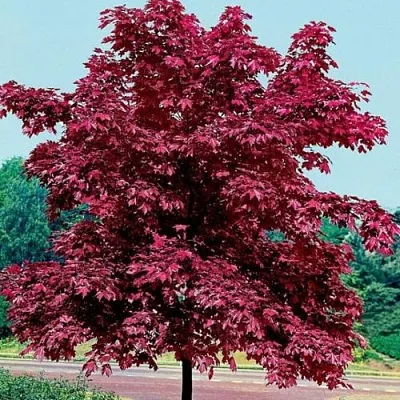 Клен КРИМСОН КИНГ остролистный в Новосибирске