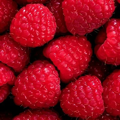 Малина  Малина в Новосибирске