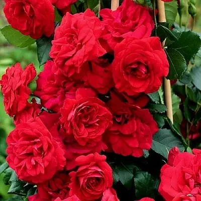 Саженцы роз АМАДЕУС плетистая  Саженцы роз АМАДЕУС плетистая в Новосибирске