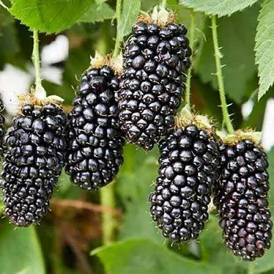 Ежевика КАРАКА БЛЭК  Ежевика КАРАКА БЛЭК в Новосибирске