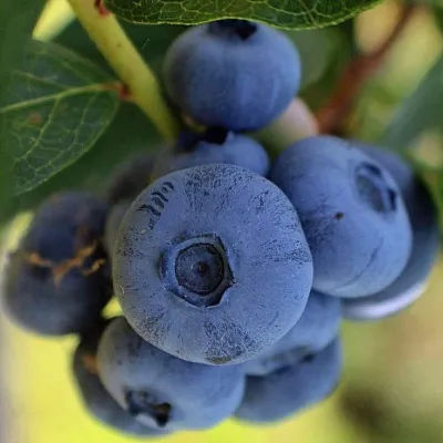 Средние сорта  Средние сорта в Новосибирске