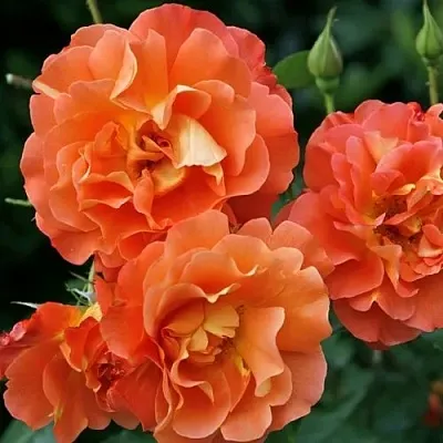 Саженцы роз ВЕСТЕРЛЕНД шраб в Новосибирске