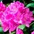 Азалия ПУРПУРТРАУМ японская в Новосибирске