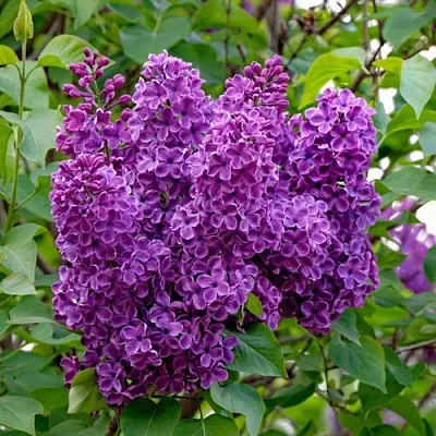 Сирень СУМЕРКИ  Сирень СУМЕРКИ в Новосибирске