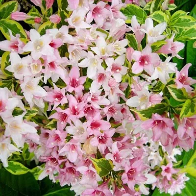 Вейгела САННИ ПРИНЦЕСС в Новосибирске