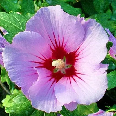 Гибискус ПИНК ФЛИРТ сирийский  Гибискус ПИНК ФЛИРТ сирийский в Новосибирске