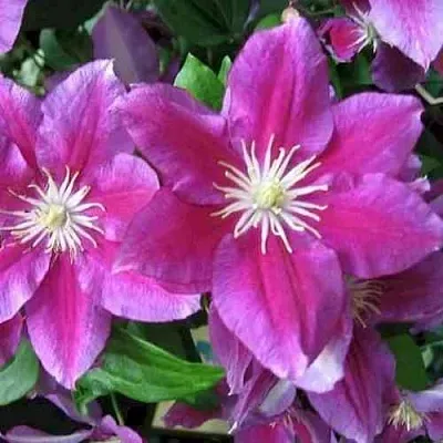 Клематис ХАНИЯ  Клематис ХАНИЯ в Новосибирске