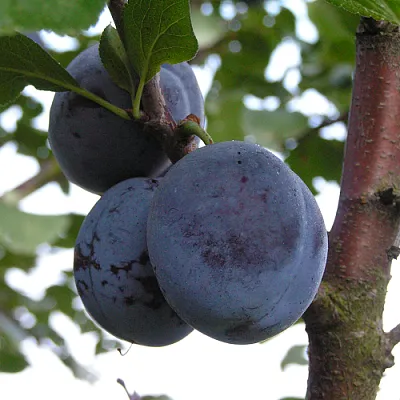 Слива ВЕНГЕРКА БЕЛОРУССКАЯ  Слива ВЕНГЕРКА БЕЛОРУССКАЯ в Новосибирске