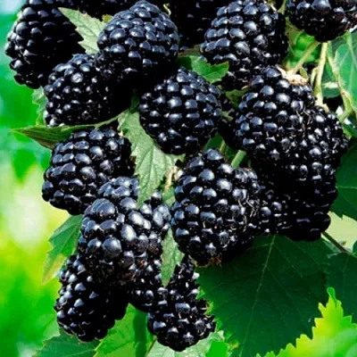 Ежевика ЛОХТЕЙ бесшипная  Ежевика ЛОХТЕЙ бесшипная в Новосибирске