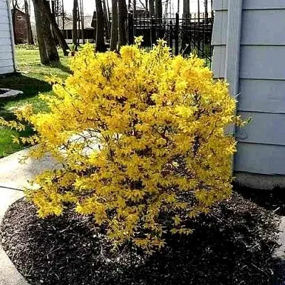 Форзиция ЛЕДНОГОРА промежуточная в Новосибирске