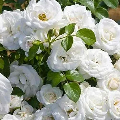 Саженцы роз НЕЖ ДЕ ТЕ мускусная в Новосибирске