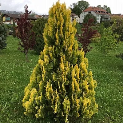 Туя ЕЛЛОУ РИББОН западная в Новосибирске