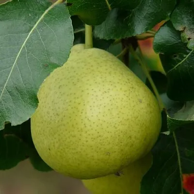 Груша САНРЕМО колонновидная в Новосибирске