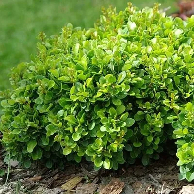 Барбарис КОБОЛЬД тунберга  Барбарис КОБОЛЬД тунберга в Новосибирске