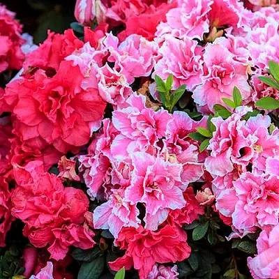 Декоративные растения  Декоративные растения в Новосибирске