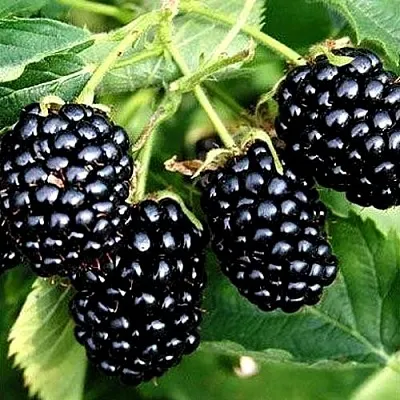 Ежевика ПРАЙМ АРК ТРЕВЕЛЕР ремонтантная  Ежевика ПРАЙМ АРК ТРЕВЕЛЕР ремонтантная в Новосибирске