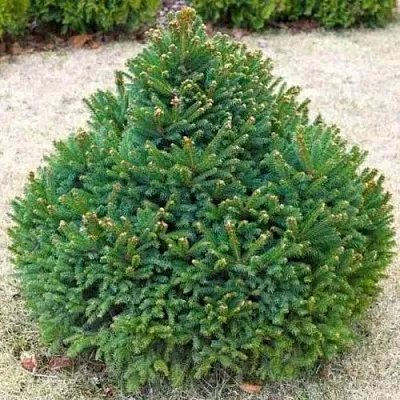 Ель БАРРИ обыкновенная в Новосибирске