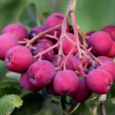 Рябина ДЕСЕРТНАЯ МИЧУРИНА сладкоплодная в Новосибирске