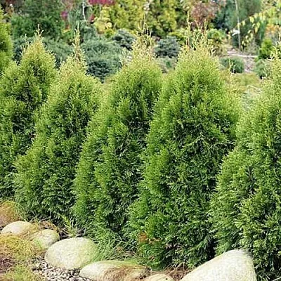 Туя СМАРАГД ВИТБОНТ западная в Новосибирске