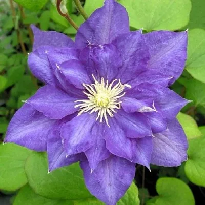 Клематис БЬЮТИ ОФ ВОЧЕСТЕР  Клематис БЬЮТИ ОФ ВОЧЕСТЕР в Новосибирске