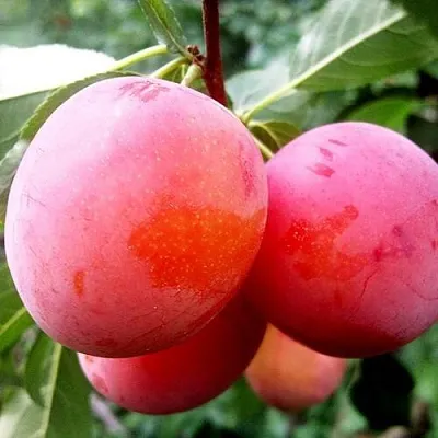 Слива КОМЕТА  Слива КОМЕТА в Новосибирске